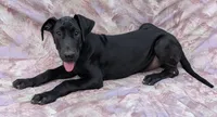 Nyx last female available , a female Great Dane for sale in Barnesville, GA – 1 of 9