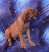 Sage, a male Great Dane for sale in Barnesville, GA – 3 of 9