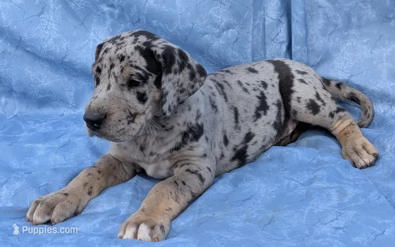 Tracker  – Great Dane puppy for sale in Barnesville, GA