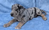 Tracker , a male Great Dane for sale in Barnesville, GA – 1 of 9
