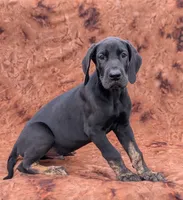 Scout , a male Great Dane for sale in Barnesville, GA – 6 of 9