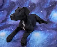 Galena, a female Great Dane for sale in Barnesville, GA – 4 of 8