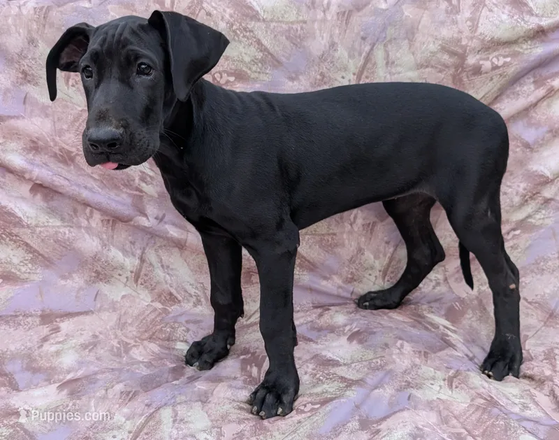 Nyx last one available  – Great Dane puppy for sale in Barnesville, GA