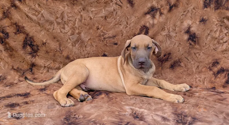 Sage – Great Dane puppy for sale in Barnesville, GA