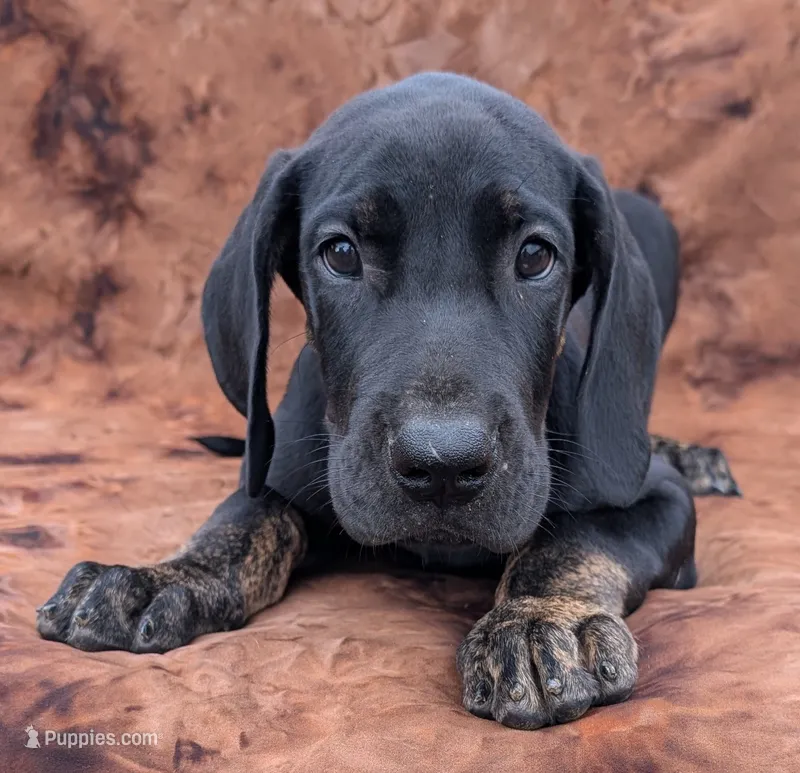 Scout  – Great Dane puppy for sale in Barnesville, GA