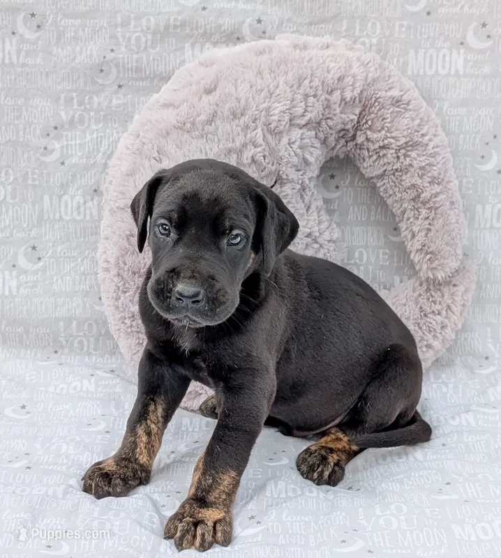 Scout – Great Dane puppy for sale in Barnesville, GA