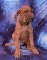 Sage, a male Great Dane for sale in Barnesville, GA – 5 of 9