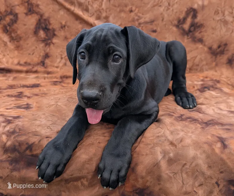 Nyx – Great Dane puppy for sale in Barnesville, GA