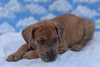 Seeker -brindle merle , a male Great Dane for sale in Barnesville, GA – 6 of 8