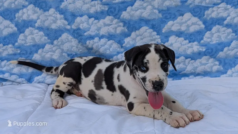 Methos – Great Dane puppy for sale in Barnesville, GA