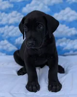 Nyx - solid...no white, a female Great Dane for sale in Barnesville, GA – 7 of 9