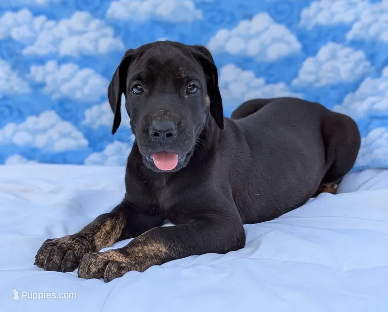 Scout -brindle point – Great Dane puppy for sale in Barnesville, GA