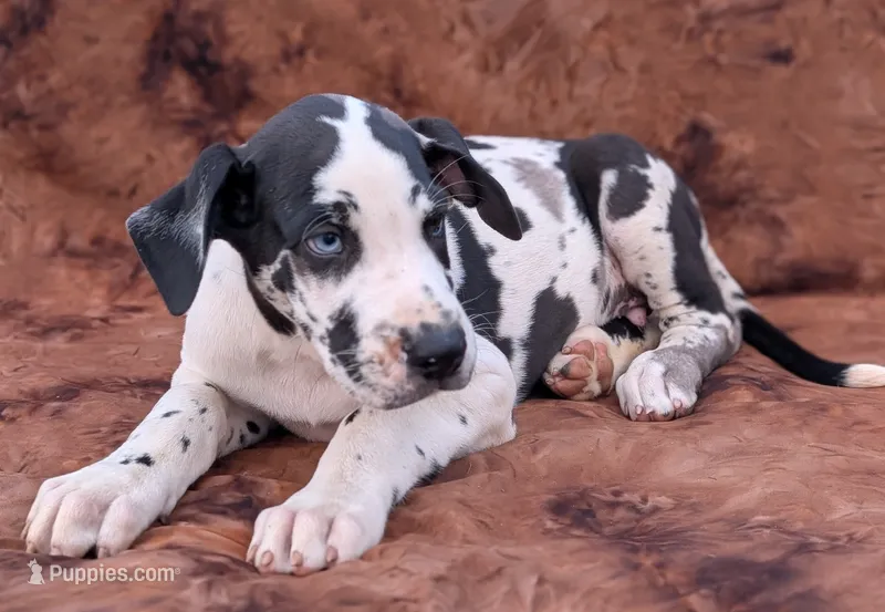 Methos – Great Dane puppy on hold in Barnesville, GA