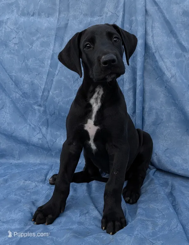 Galena – Great Dane puppy for sale in Barnesville, GA