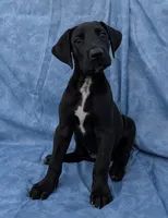 Galena, a female Great Dane for sale in Barnesville, GA – 6 of 8