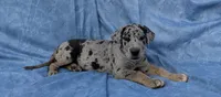 Tracker , a male Great Dane for sale in Barnesville, GA – 6 of 9