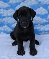 Nyx - solid...no white, a female Great Dane for sale in Barnesville, GA – 8 of 9