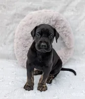 Scout, a male Great Dane for sale in Barnesville, GA – 2 of 4