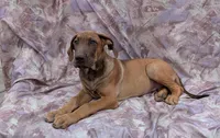 Sage last male available , a male Great Dane for sale in Barnesville, GA – 5 of 10
