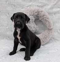 Galena, a female Great Dane for sale in Barnesville, GA – 3 of 5