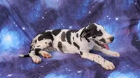 Methos, a male Great Dane for sale in Barnesville, GA – 5 of 10
