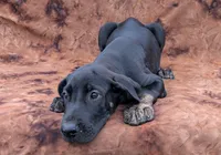Scout , a male Great Dane for sale in Barnesville, GA – 3 of 9
