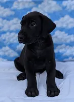 Nyx - solid...no white, a female Great Dane for sale in Barnesville, GA – 2 of 9