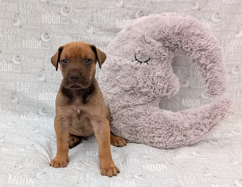 Sage – Great Dane puppy for sale in Barnesville, GA