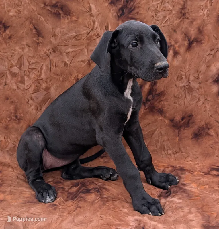 Galena – Great Dane puppy for sale in Barnesville, GA