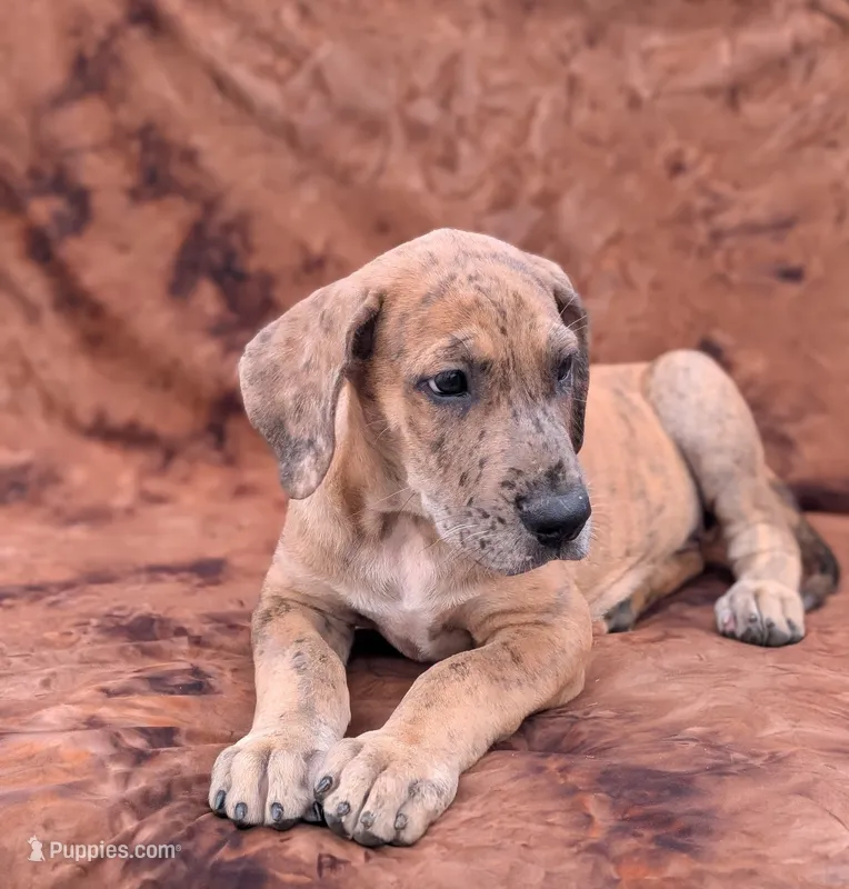 Seeker  – Great Dane puppy for sale in Barnesville, GA