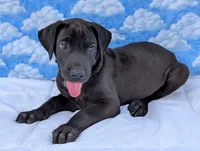 Nyx - solid...no white, a female Great Dane for sale in Barnesville, GA – 4 of 9