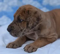 Seeker -brindle merle , a male Great Dane for sale in Barnesville, GA – 2 of 8