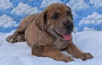 Seeker -brindle merle , a male Great Dane for sale in Barnesville, GA – 3 of 8