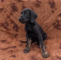 Scout , a male Great Dane for sale in Barnesville, GA – 5 of 9