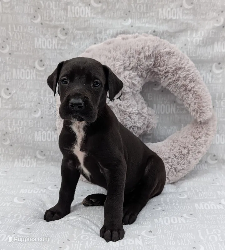 Galena – Great Dane puppy for sale in Barnesville, GA