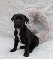 Galena, a female Great Dane for sale in Barnesville, GA – 1 of 5