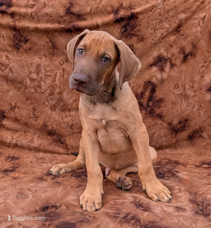 Sage – Great Dane puppy for sale in Barnesville, GA