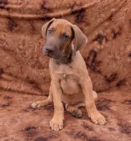Sage, a male Great Dane for sale in Barnesville, GA – 6 of 9