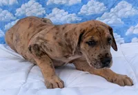 Seeker -brindle merle , a male Great Dane for sale in Barnesville, GA – 4 of 8