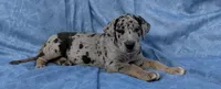 Tracker , a male Great Dane for sale in Barnesville, GA – 7 of 9