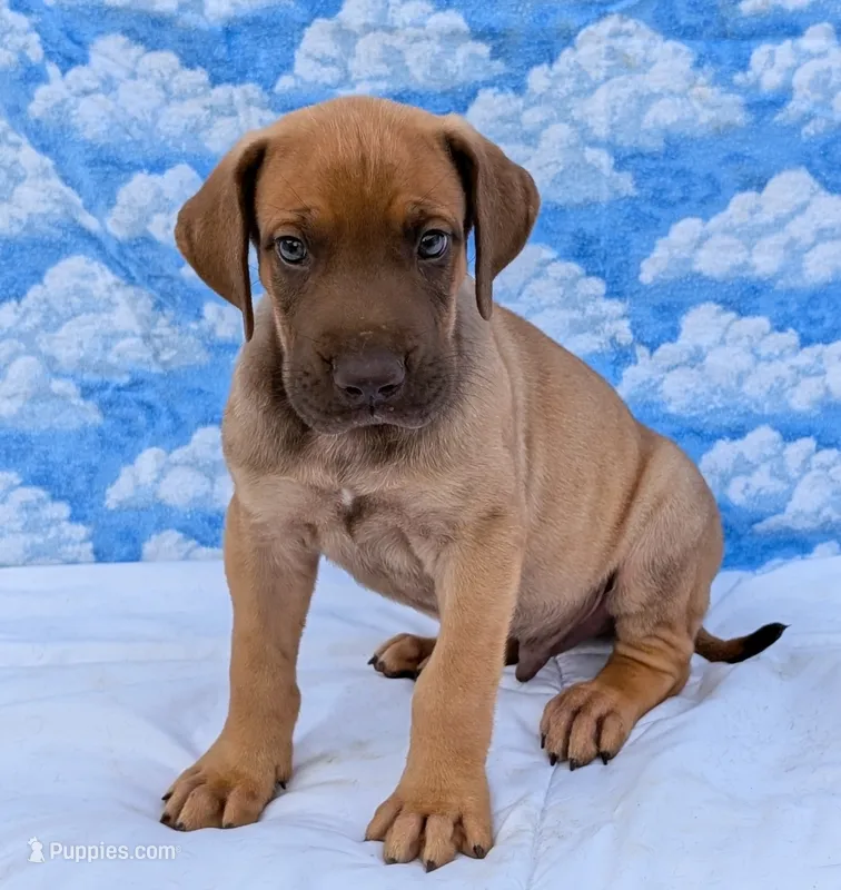 Sage – Great Dane puppy for sale in Barnesville, GA