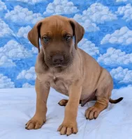 Sage, a male Great Dane for sale in Barnesville, GA – 8 of 9