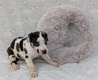 Methos, a male Great Dane for sale in Barnesville, GA – 5 of 5