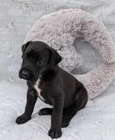 Galena, a female Great Dane for sale in Barnesville, GA – 2 of 5