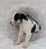 Methos, a male Great Dane for sale in Barnesville, GA – 2 of 5