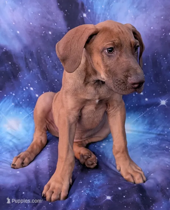 Sage – Great Dane puppy for sale in Barnesville, GA