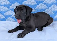 Nyx - solid...no white, a female Great Dane for sale in Barnesville, GA – 6 of 9