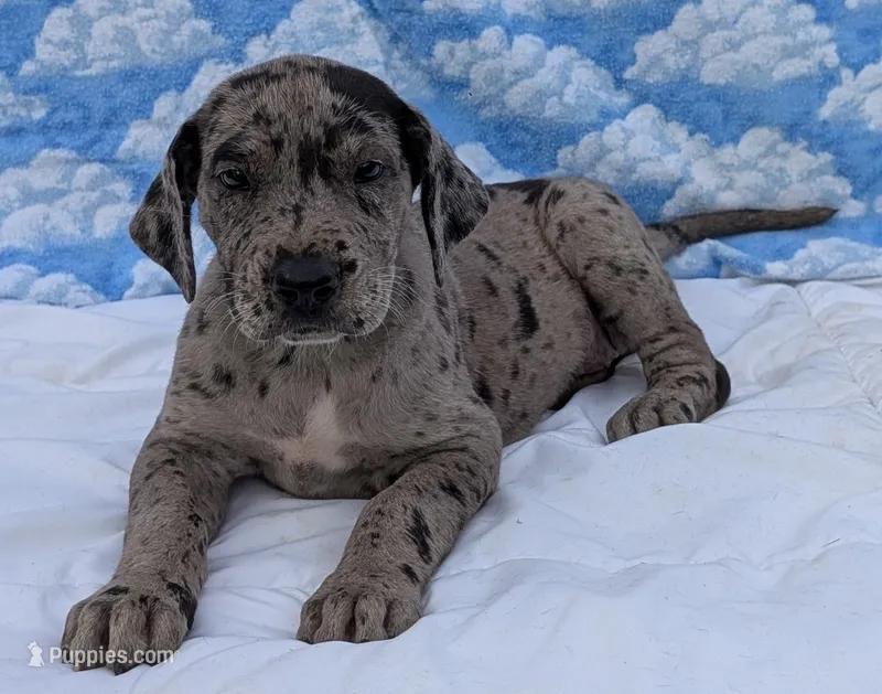 Kirara – Great Dane puppy for sale in Barnesville, GA