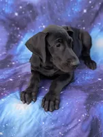 Nyx, a female Great Dane for sale in Barnesville, GA – 6 of 10