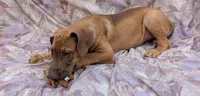 Sage last male available , a male Great Dane for sale in Barnesville, GA – 4 of 10